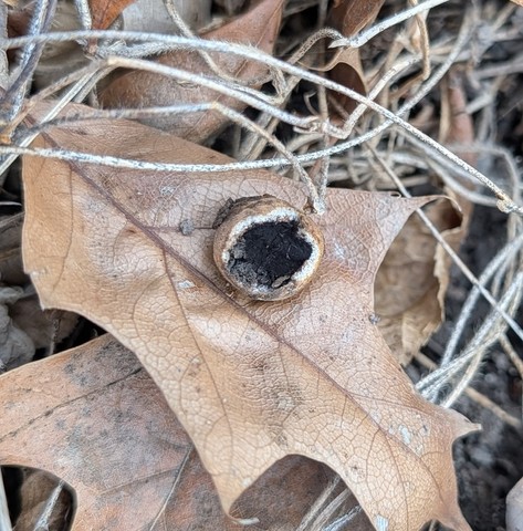 undefined (Elaphomyces sp.)