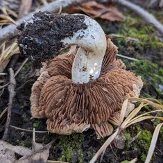 White-Margined Hebeloma