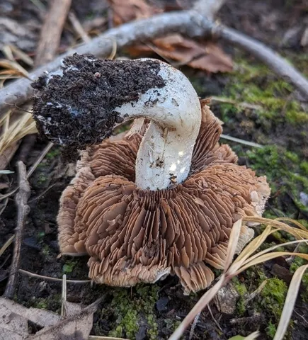 Hebeloma albomarginatum