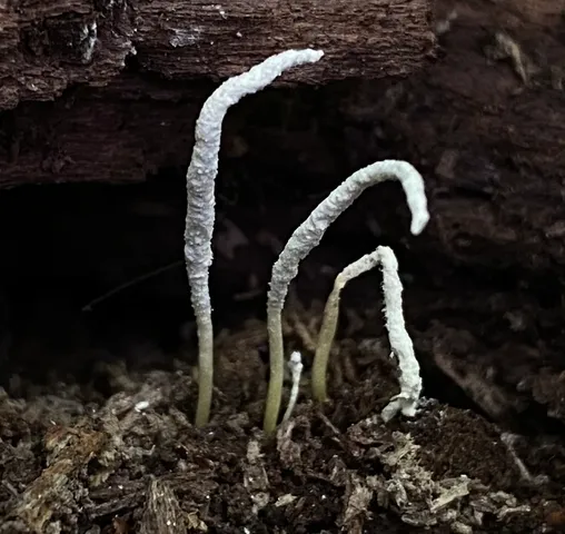 Slinder-Footed Cordyceps (Cordyceps tenuipes)