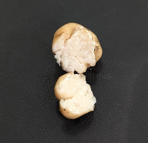 undefined (Tuber rugosum)