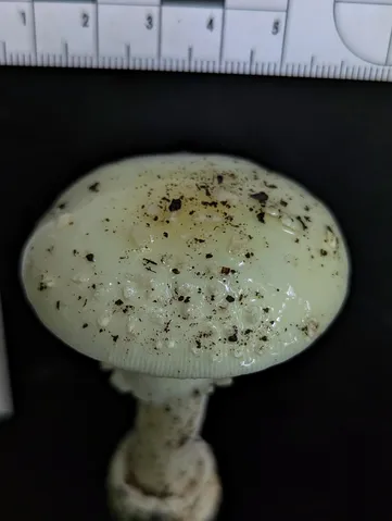 White Panther (Amanita multisquamosa)