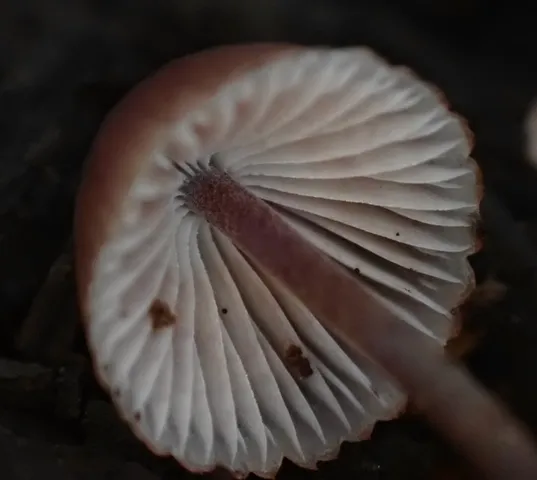 Bleeding Fairy Helmet (Mycena sp. 'haematopus-IN01')
