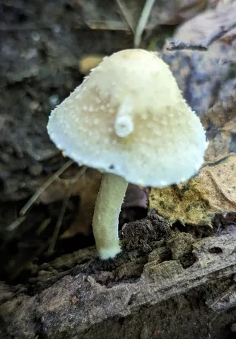 Pale Brittlestem (Candolleomyces candolleanus)