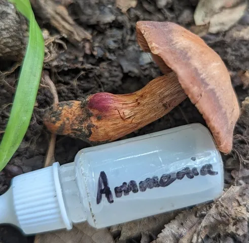 Tiffany's Webcap (Cortinarius tiffanyae)