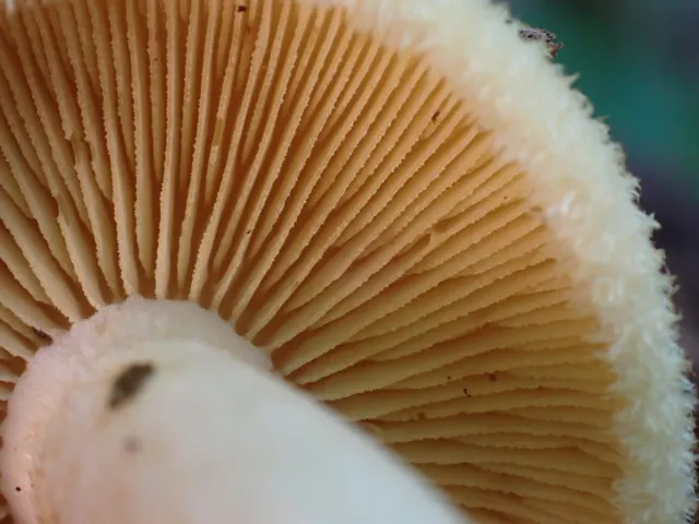 undefined (Tricholomopsis sp-IN01)