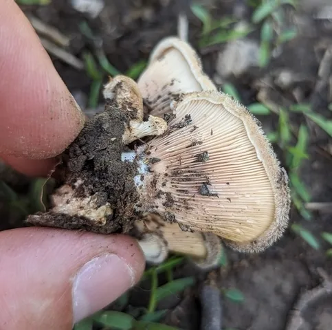 Hairy Oysterling (Panus lecomtei)