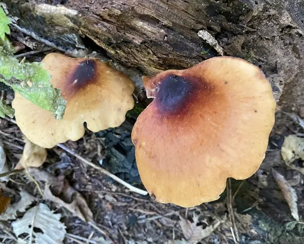 Bay Polypore (Picipes badius)
