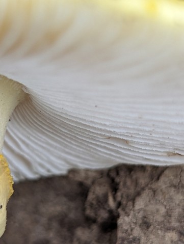 Yellow American Blusher (Amanita flavorubens)