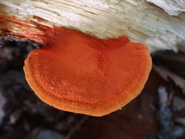 Northern Cinnabar Polypore (Trametes cinnabarina)