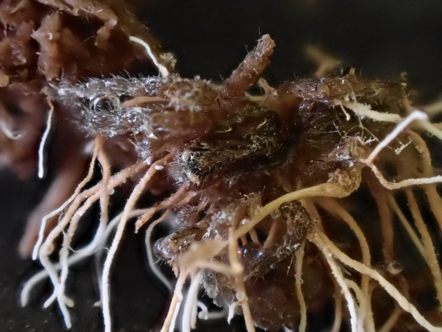 Spider Akanthomyces (Akanthomyces aranearum)