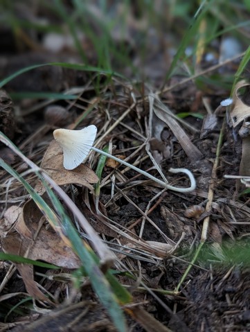 Milky Conecap (Conocybe apala)