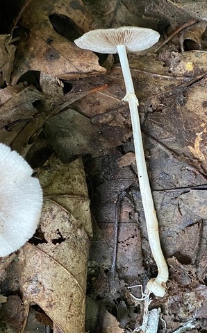 Wrinkled Fieldcap (Agrocybe rivulosa)