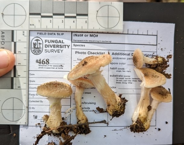 White Honey Mushroom (Armillaria gallica)