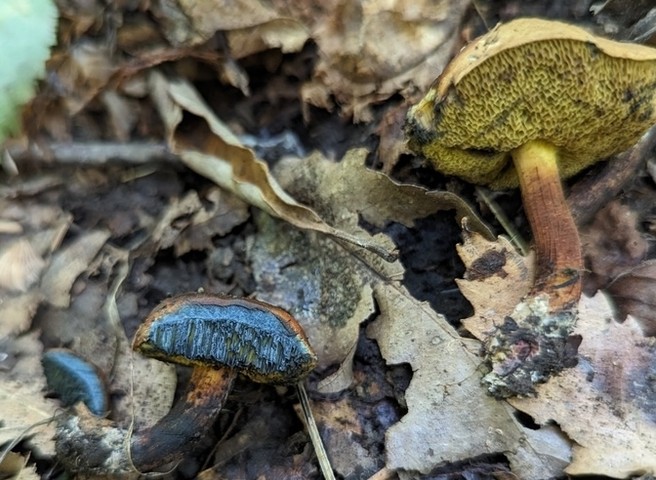 Dirty Bolete (Cyanoboletus cyaneitinctus)