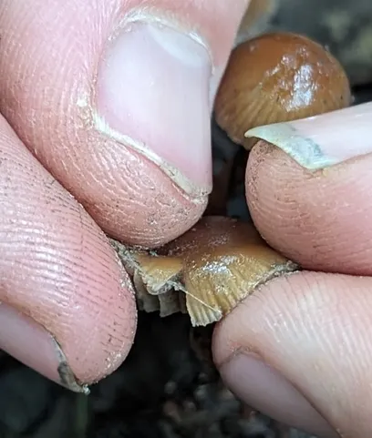 Dung-Loving Deconica (Deconica coprophila)