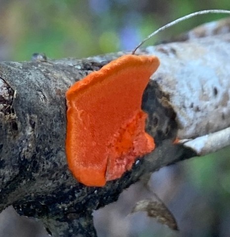 Northern Cinnabar Polypore (Trametes cinnabarina)