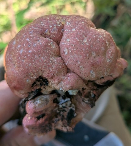 Beefsteak Fungus (Fistulina americana)