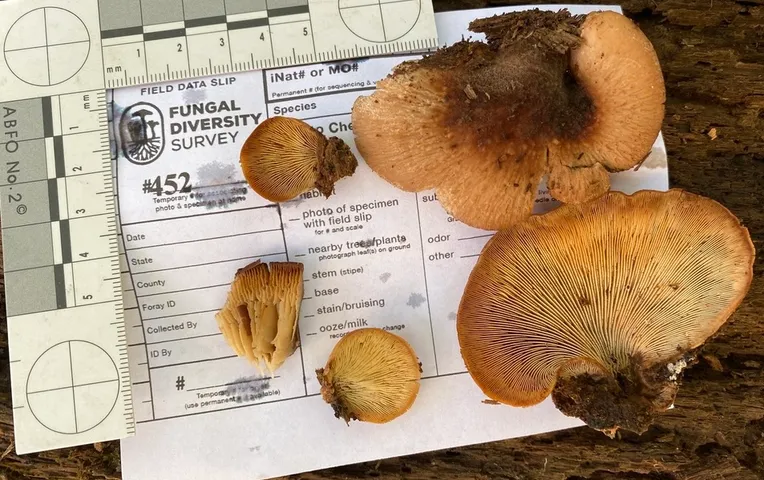 Bear Lentinellus (Lentinellus ursinus)