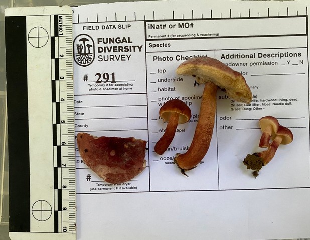 Red Gyroporus (Gyroporus purpurinus)