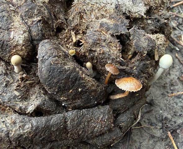 Dung-Loving Deconica (Deconica coprophila)