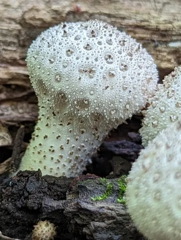 Common Puffball (Lycoperdon perlatum)