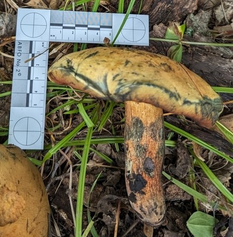 null (Boletus vermiculosoides)