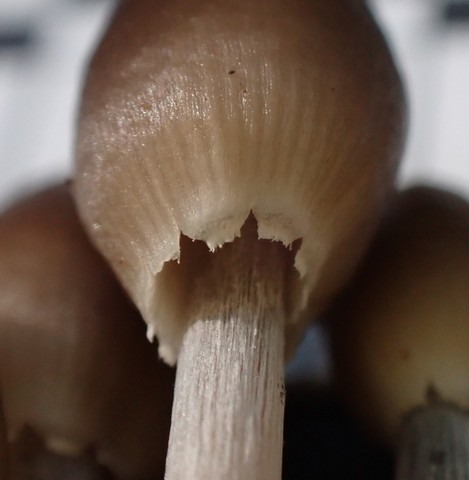 Clustered Bonnet (Mycena inclinata-IN01)