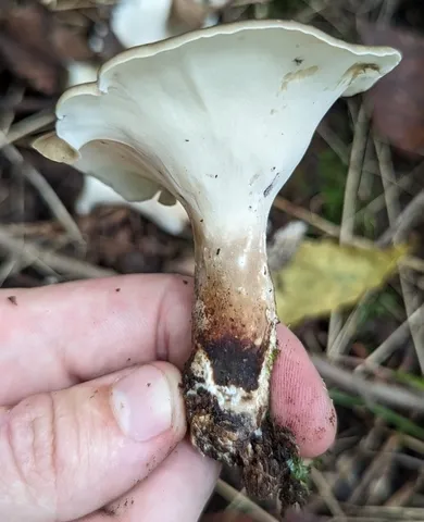 Bay Polypore (Picipes badius)