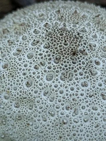 Common Puffball (Lycoperdon perlatum)