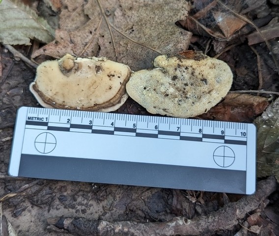 Latte Bracket (Trametes lactinea)