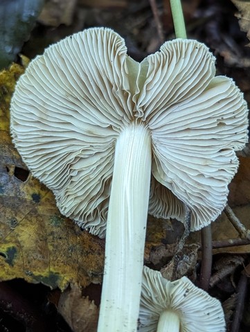 null (Inocybe velicopia)