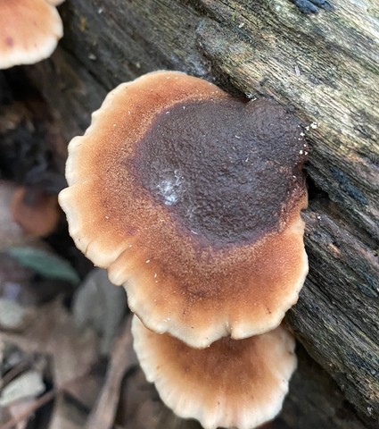 Beaver Lentinellus (Lentinellus castoreus)