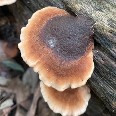 Beaver Lentinellus