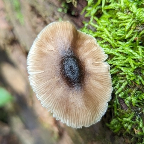 Saupe's Pluetus (Pluteus saupei)