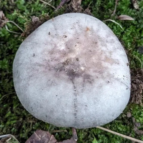 undefined (Russula sp-IN65)
