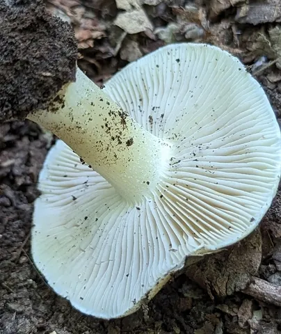 Inocybe sp-IN49
