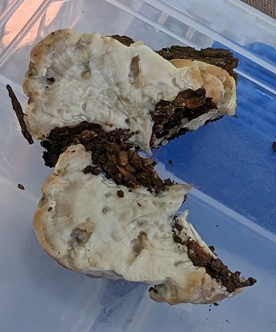 Green Cheese Polypore (Fomitopsis spraguei)