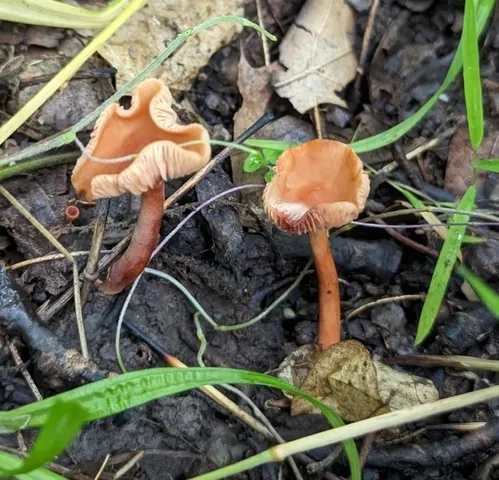 Lactarius subserifluus