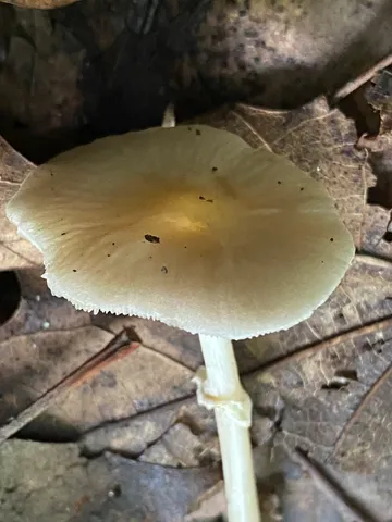 Wrinkled Fieldcap (Agrocybe rivulosa)
