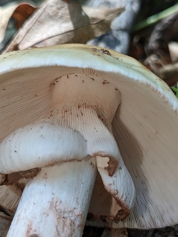 American Blusher (Amanita amerirubescens)