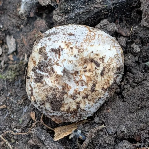 undefined (Hymenogaster spp.)