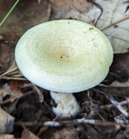 Yazoo Lactarius (Lactarius yazooensis-IN01)