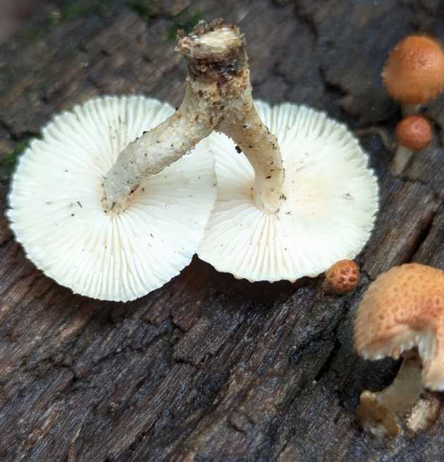Hymenophore