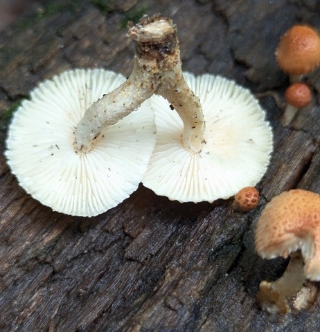 Sunray Sawtooth (Heliocybe sulcata)