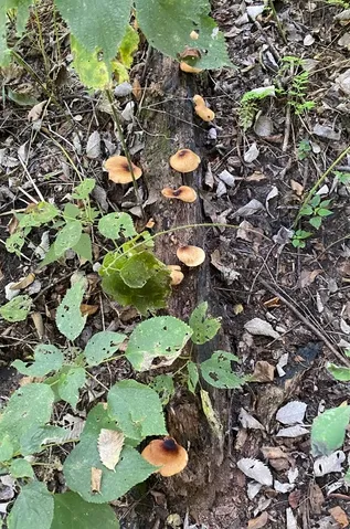 Bay Polypore (Picipes badius)