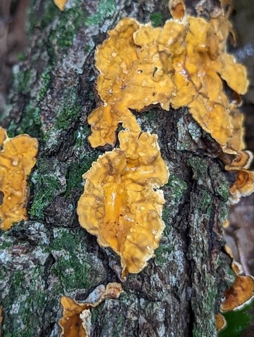 Crowded Parchment (Stereum complicatum)