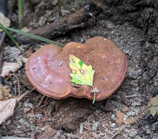 Golden Reishi (Ganoderma curtisii)