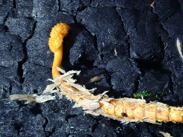 Cheeto Cordyceps (Ophiocordyceps variabilis)