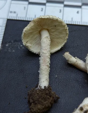 Cystolepiota cystidiosa